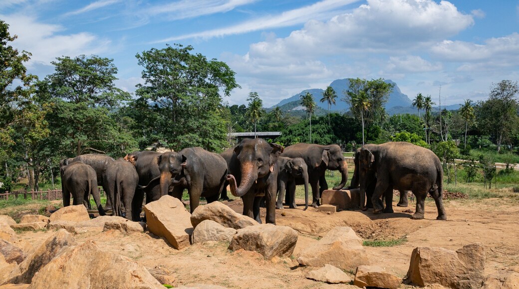 Pinnawela Elephant Orphanage featuring zoo animals, land animals and cuddly or friendly animals