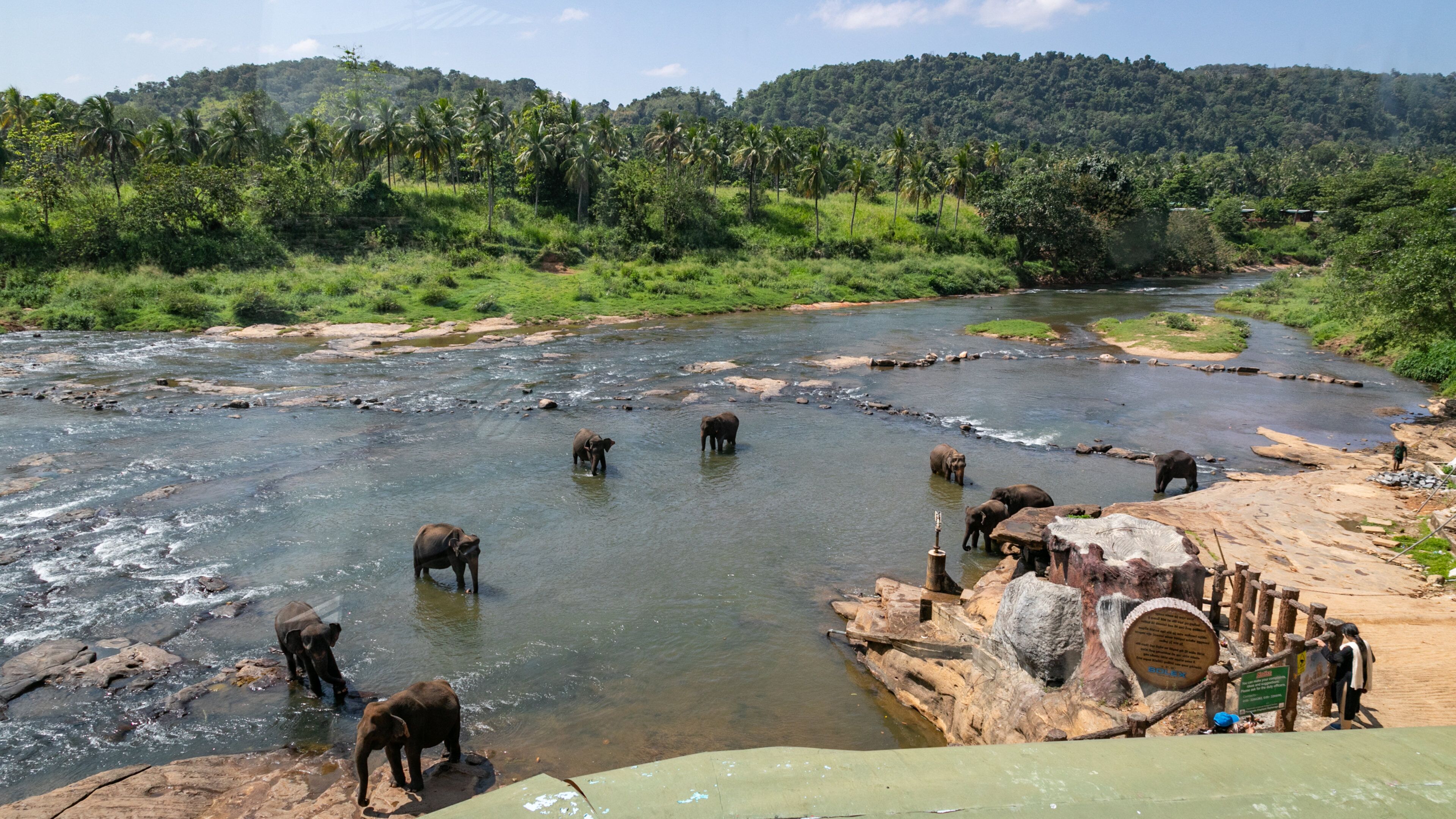 Pinnawela Elephant Orphanage showing cuddly or friendly animals, tranquil scenes and a river or creek