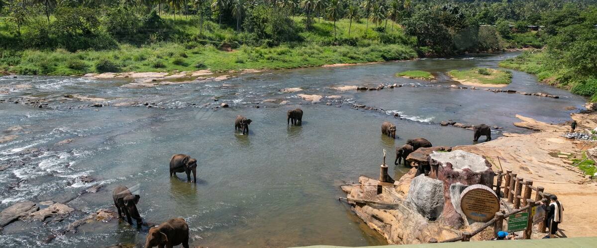 Pinnawela Elephant Orphanage showing cuddly or friendly animals, tranquil scenes and a river or creek