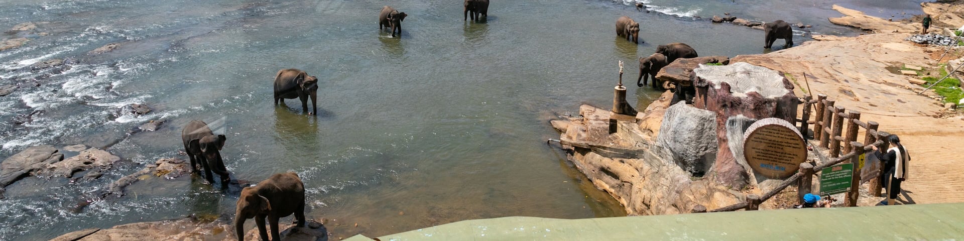 Pinnawela Elephant Orphanage showing cuddly or friendly animals, tranquil scenes and a river or creek