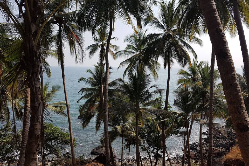 A coastal landscape with palm trees and rocky terrain.