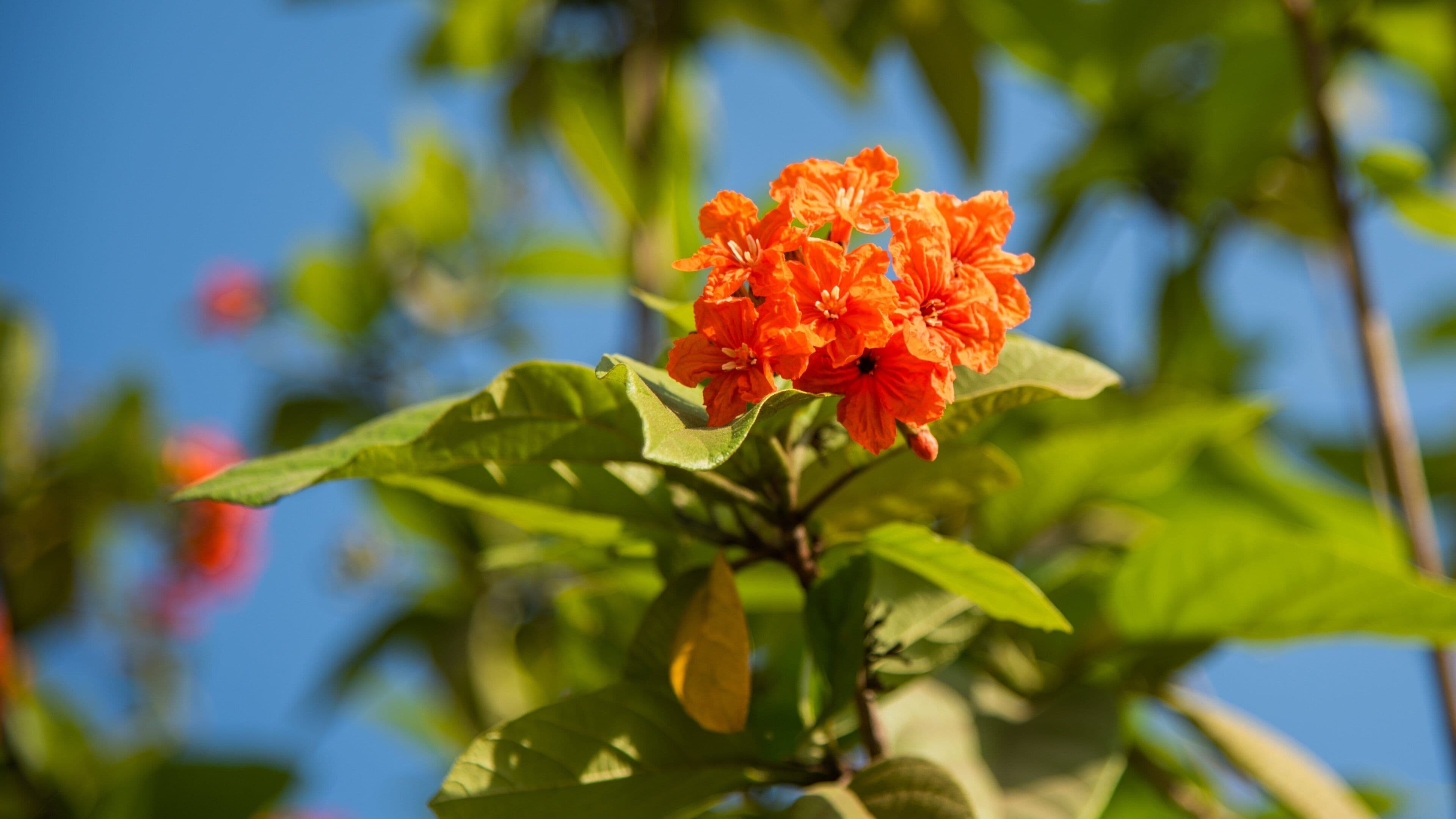 Central Park, Navi Mumbai which includes wildflowers
