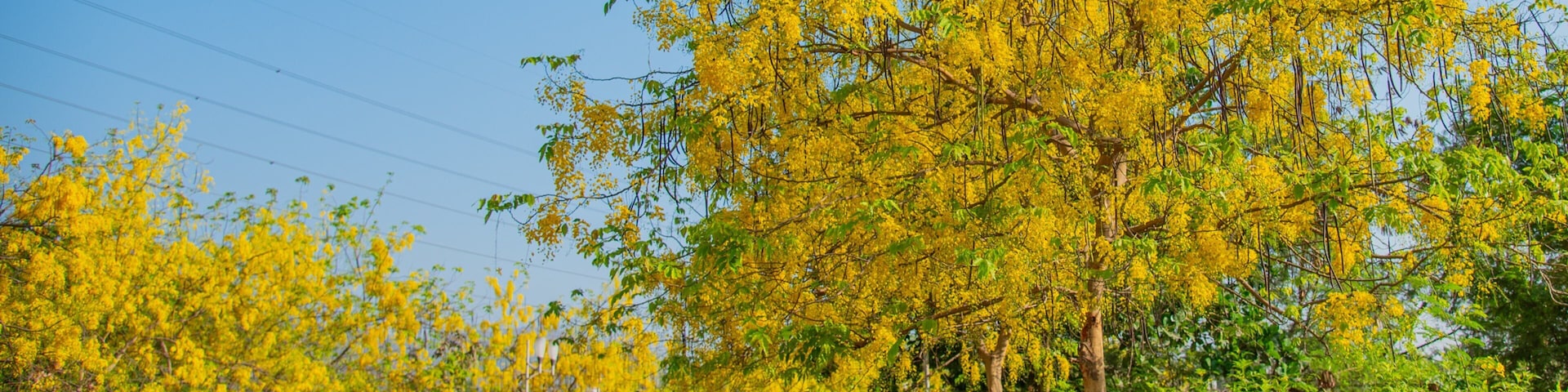 Central Park, Navi Mumbai featuring a park