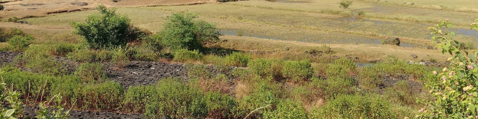 Maharashtran countryside...