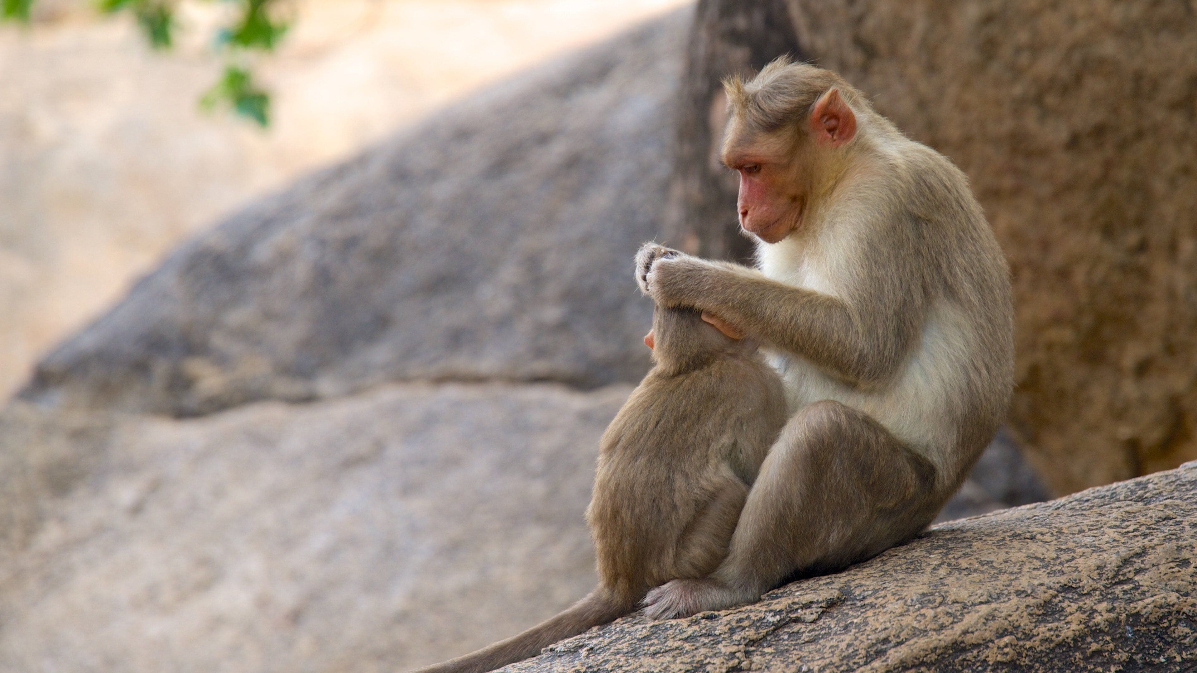 欽奈 呈现出 動物