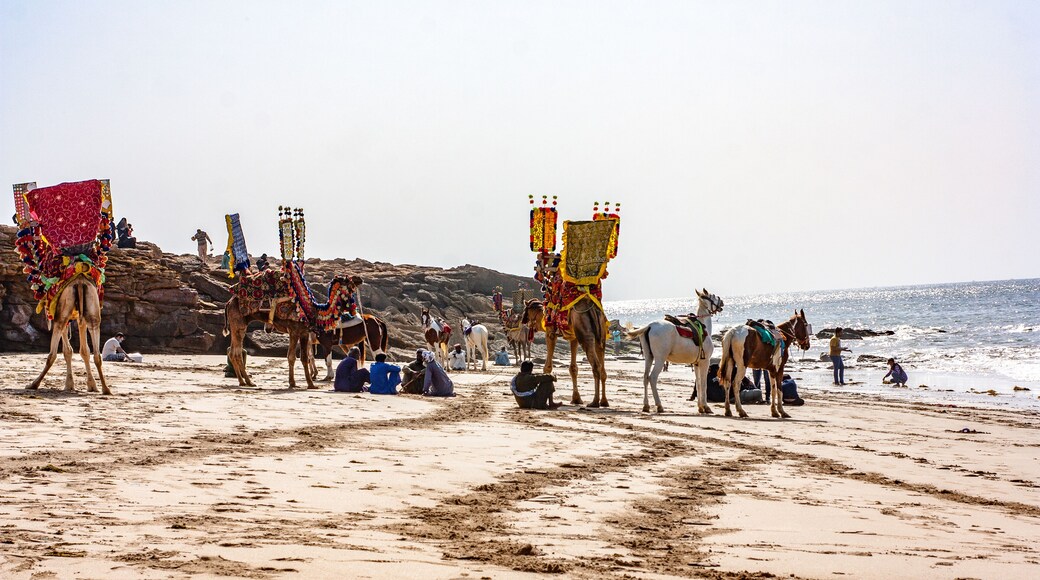 Tushan Beach, Hawks Bay, Karachi, Pakistan, Camel & Horse Ride Waiting For Customers In Afternoon