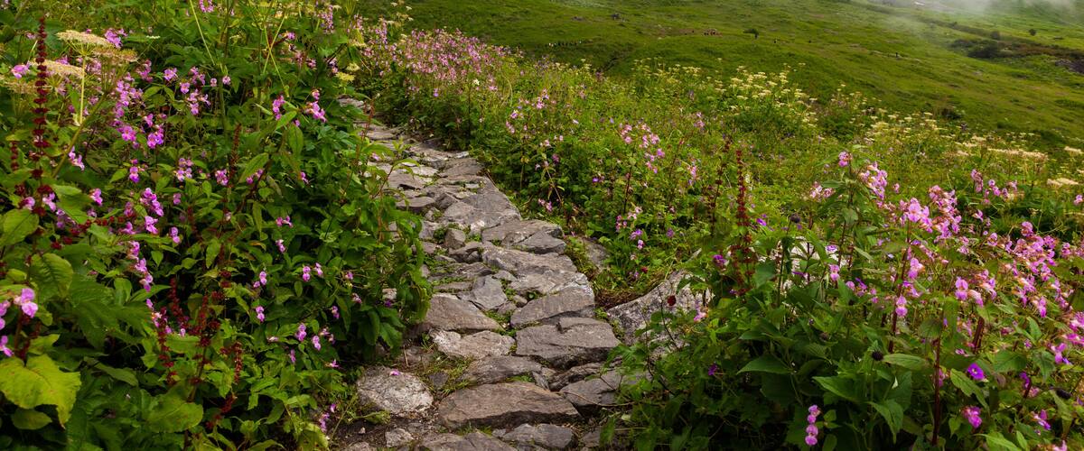 Floral Meadows and landscape inside the Valley of Flowers National Park in NandaDevi Biosphere Reserve of Uttarakhand state, India