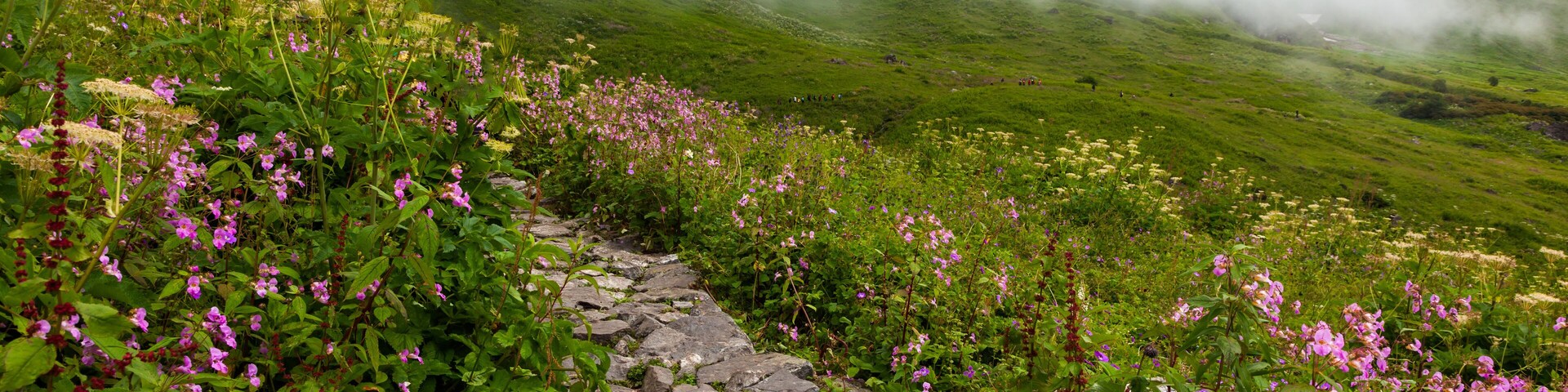 Floral Meadows and landscape inside the Valley of Flowers National Park in NandaDevi Biosphere Reserve of Uttarakhand state, India