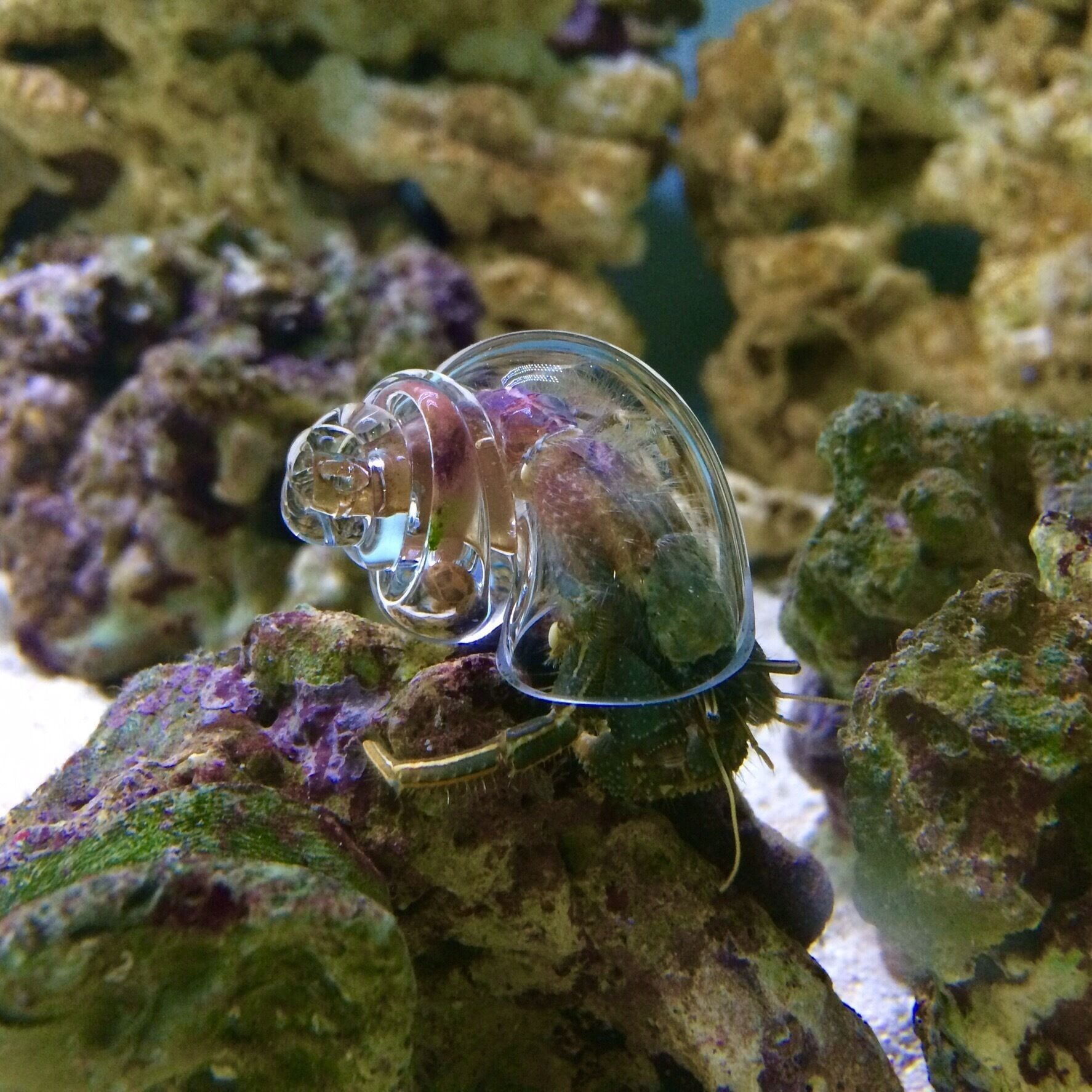Hermit crab looks like wearing a space suit.....crawling on the planet rocks! 