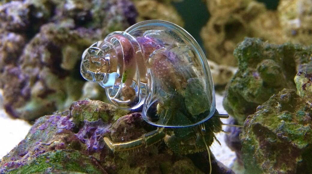 Hermit crab looks like wearing a space suit.....crawling on the planet rocks!