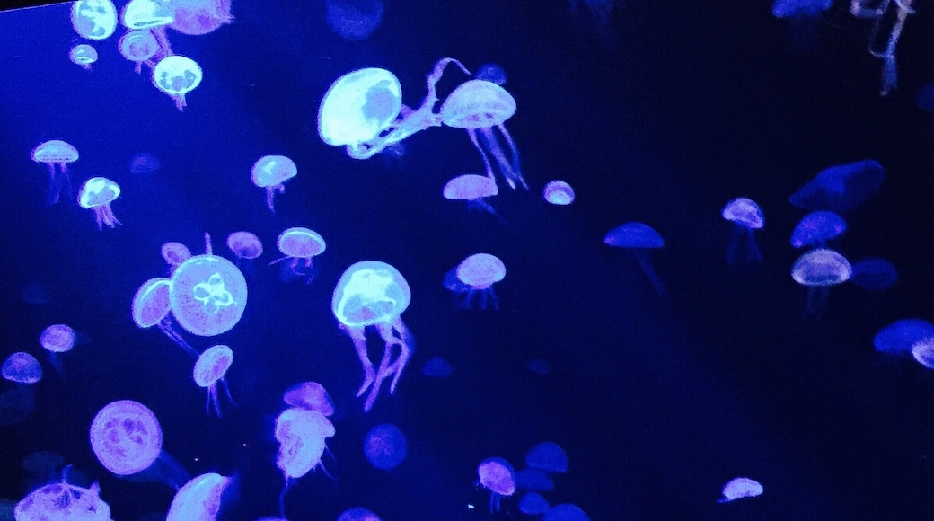 #blue #self-illuminating #jellyfish #singapore