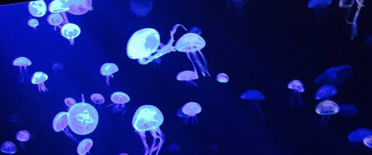 #blue #self-illuminating #jellyfish #singapore