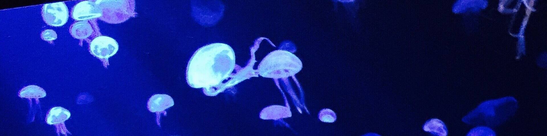 #blue #self-illuminating #jellyfish #singapore