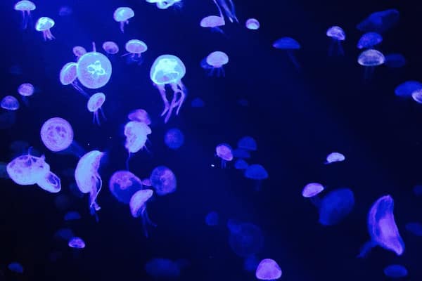 #blue #self-illuminating #jellyfish #singapore