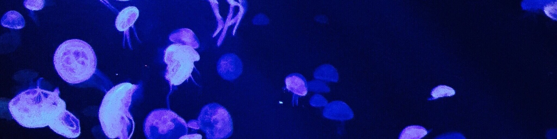 #blue #self-illuminating #jellyfish #singapore