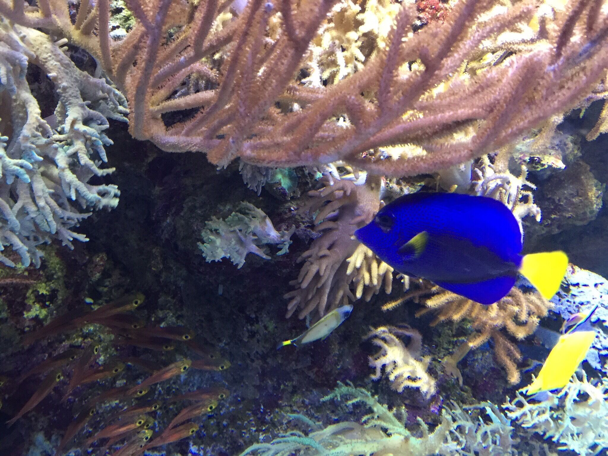 #blue #royalbluetang #dory #singapore 

Commonly known as blue tang Paracanthurus hepatus is a species of Indo-Pacific surgeonfish. 