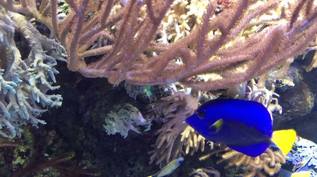 #blue #royalbluetang #dory #singapore
Commonly known as blue tang Paracanthurus hepatus is a species of Indo-Pacific surgeonfish.