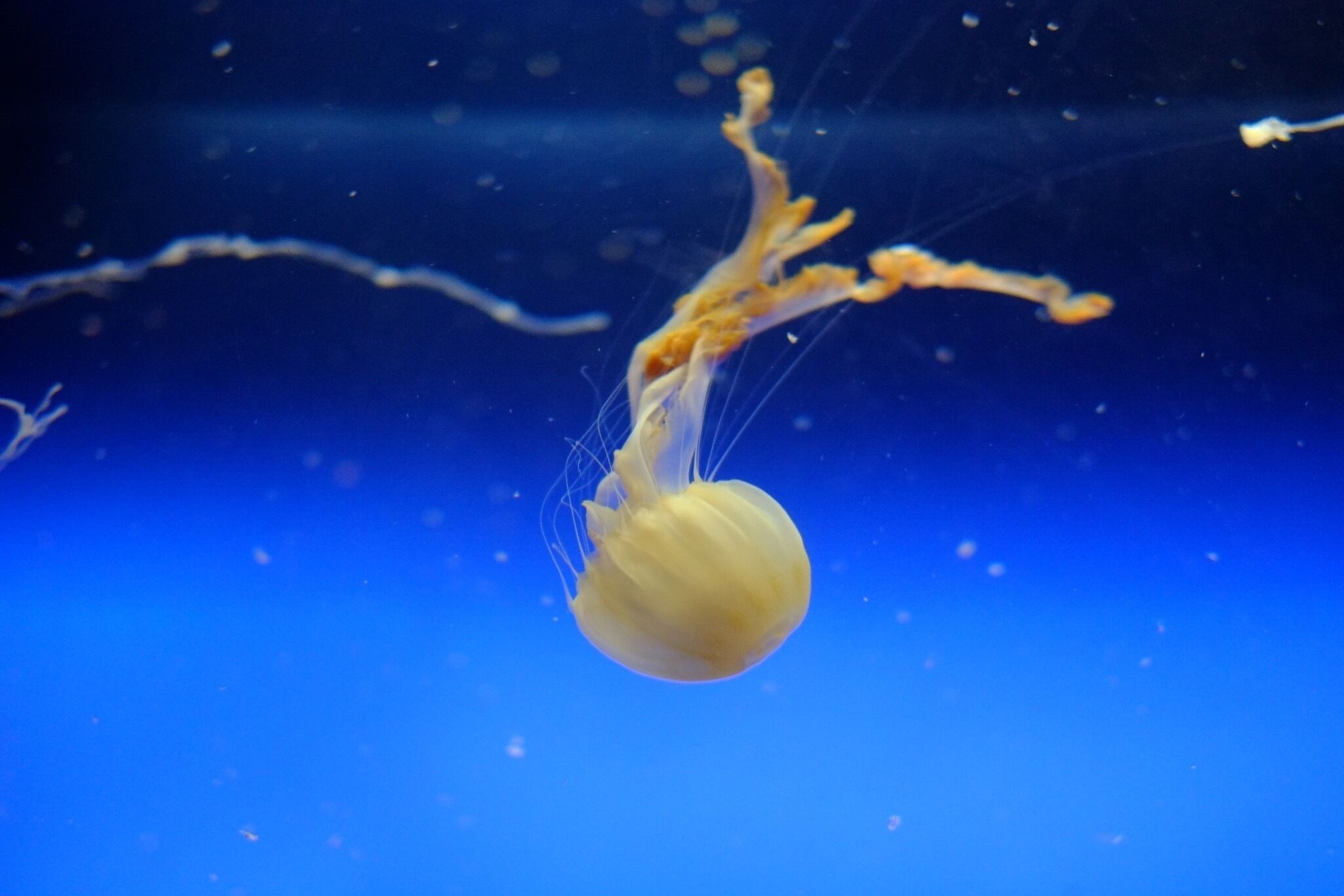 I didn't tilt the picture! , but the jelly fish really showed me that he could do it too (the summersult) .