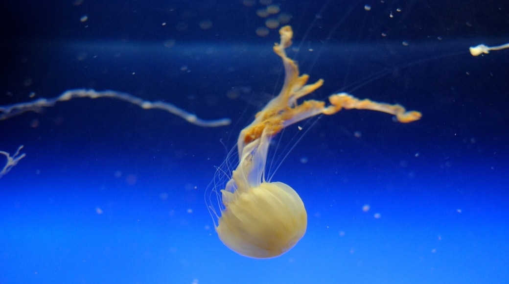 I didn't tilt the picture! , but the jelly fish really showed me that he could do it too (the summersult) .