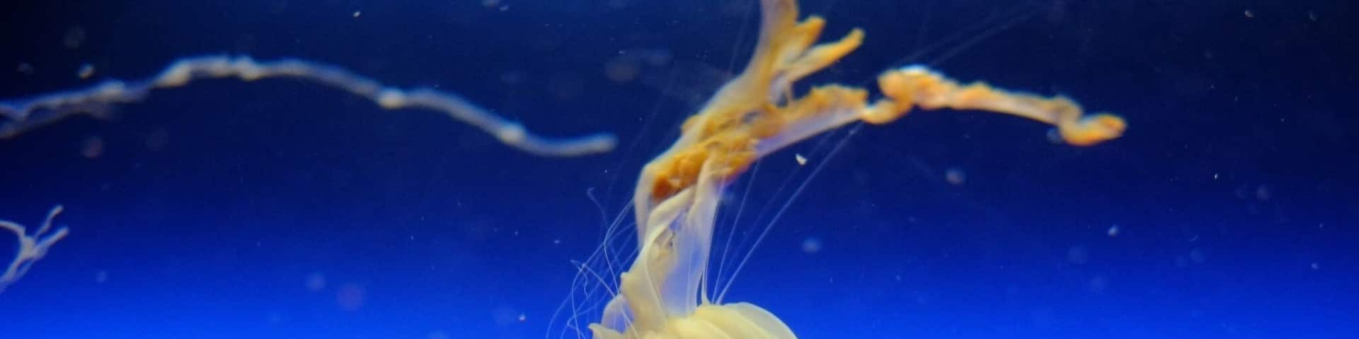I didn't tilt the picture! , but the jelly fish really showed me that he could do it too (the summersult) .