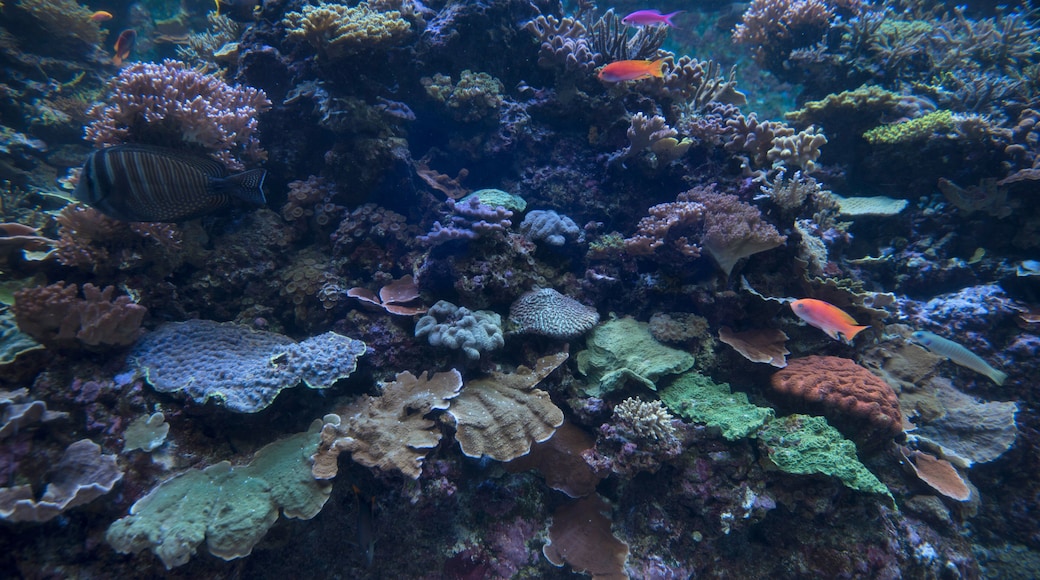 4 April 2019, Sentosa Island, Singapore. S.E.A. Aquarium with coral and fish at Resorts World Sentosa, Sentosa Island