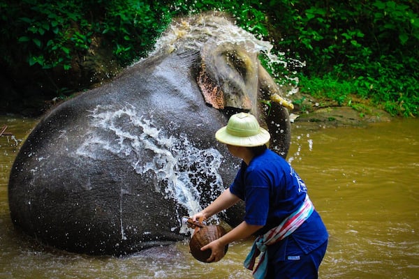 Here is a very wonderful place. I got a very awesome experience taking care of an elephant. A must visit place in Thailand.