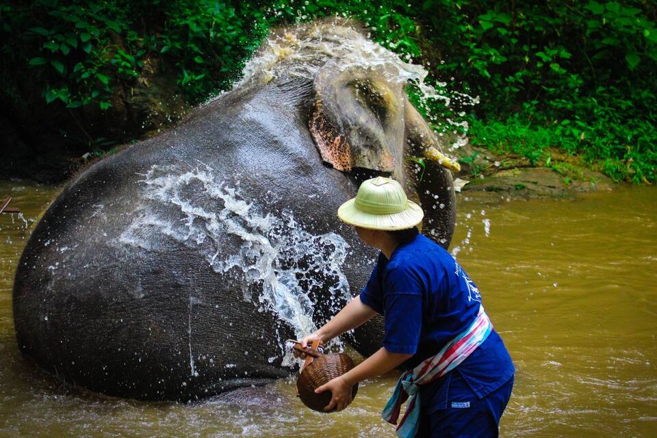 Una persona banya un elefant, portant una camisa blava i un barret de palla.