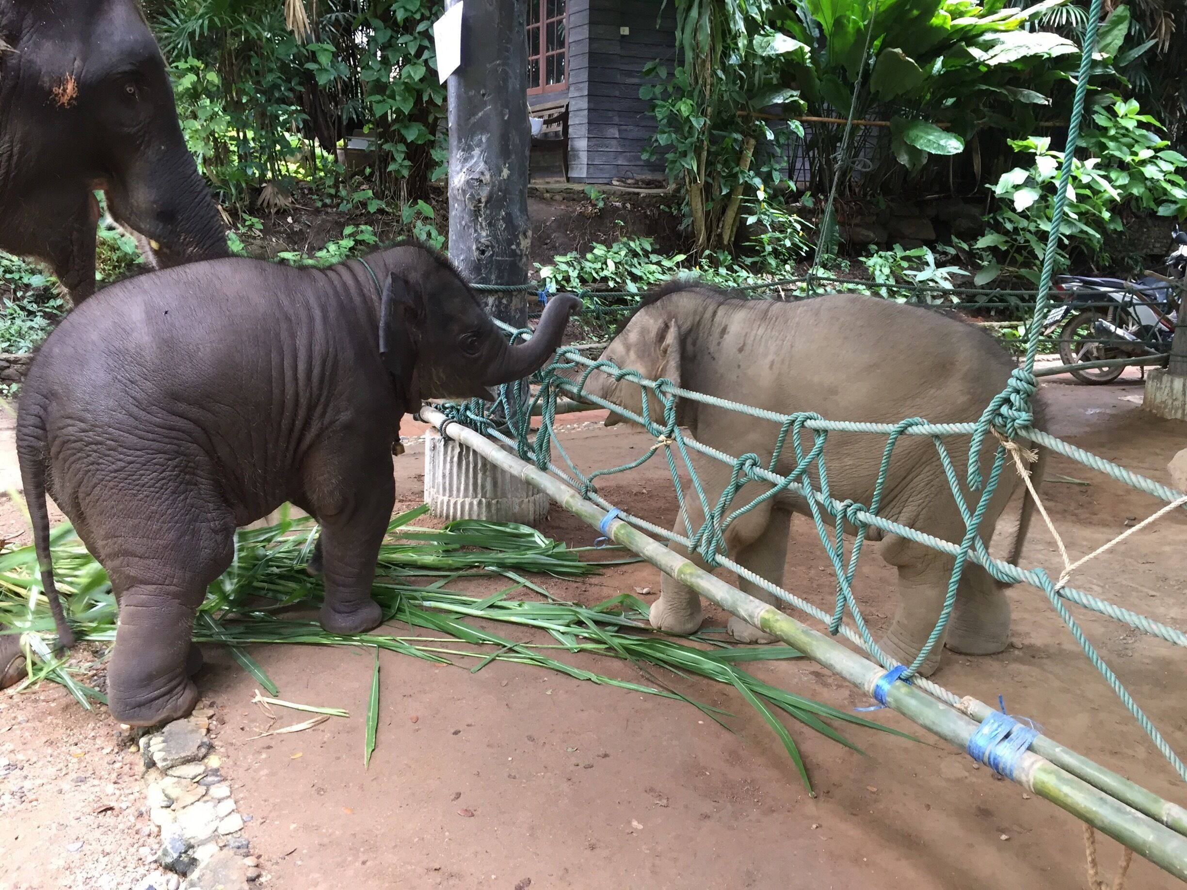 Two baby elephants say hi to each other 😍