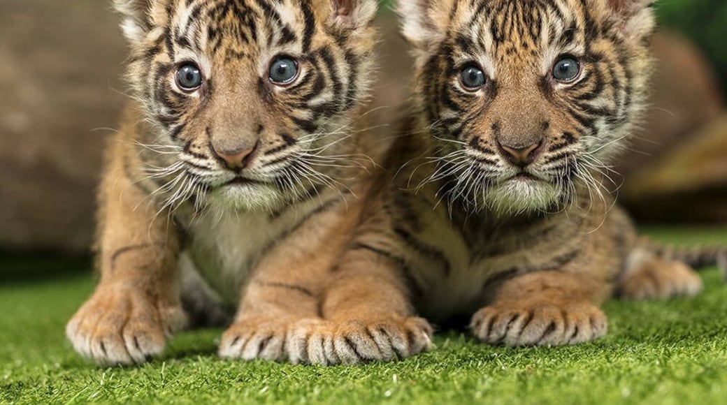 I went to this place during the christmas break. A place where you can touch tiger cubs and bigger tigers. The cubs are adorable!