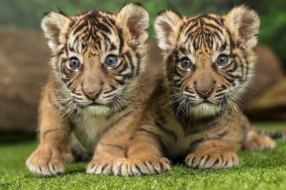 Two tiger cubs on a grassy surface.