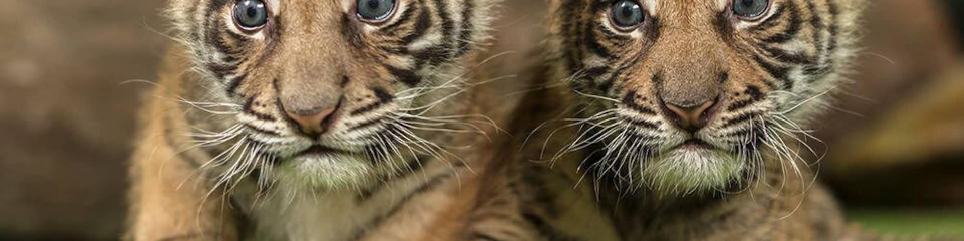 I went to this place during the christmas break. A place where you can touch tiger cubs and bigger tigers. The cubs are adorable!