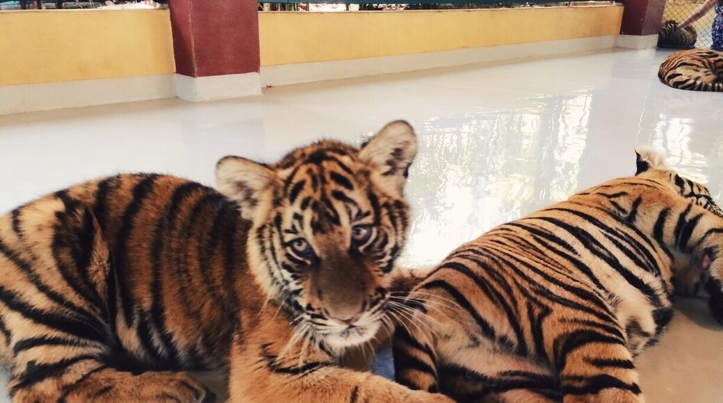 #TroveOn - Want an expensive 15 minutes with some lethargic tigers? Check out Tiger Kingdom in Chiang Mai, Thailand. We paid close to $40 for 2 of us to spend 10ish minutes with these cuties. Most of our photos are us laying down with them, asleep. So count the cost and decide for yourself. I don't regret it, but won't go again!