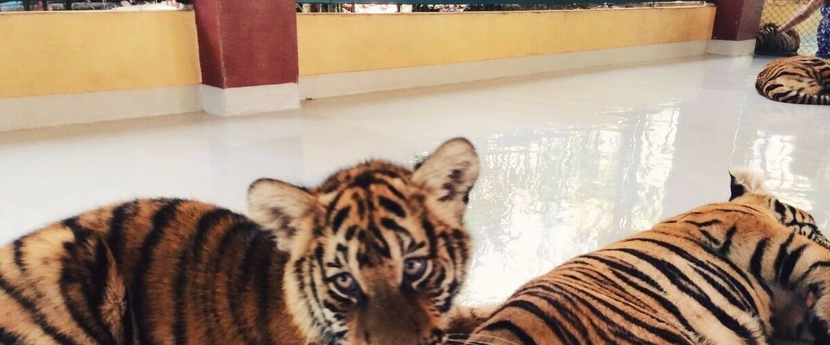 #TroveOn - Want an expensive 15 minutes with some lethargic tigers? Check out Tiger Kingdom in Chiang Mai, Thailand. We paid close to $40 for 2 of us to spend 10ish minutes with these cuties. Most of our photos are us laying down with them, asleep. So count the cost and decide for yourself. I don't regret it, but won't go again!