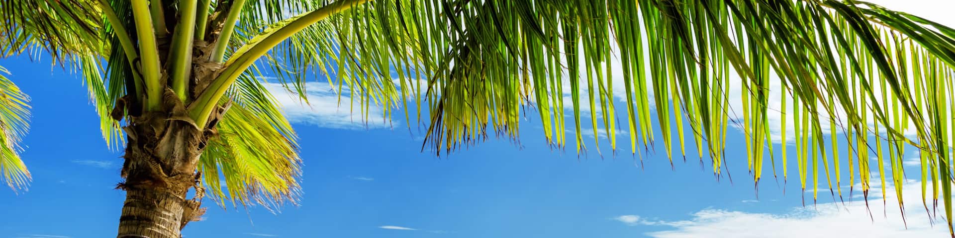 Green tree on white sand beach. Malcapuya island, Palawan, Philippines.