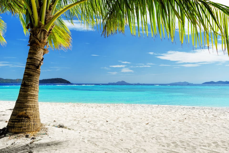 A beach with a palm tree and clear blue water.