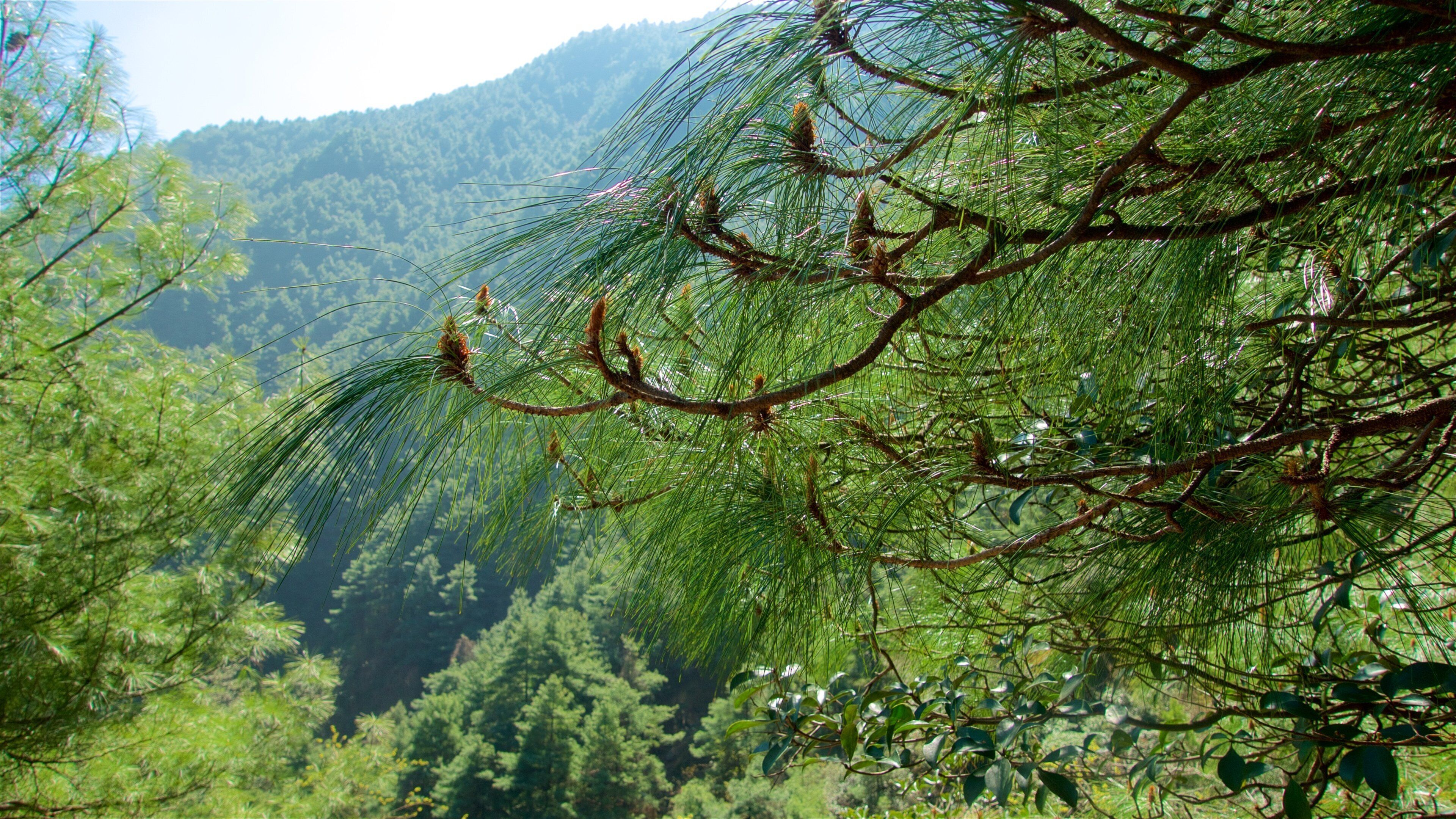A dense forest with pine trees and a mountainous backdrop.