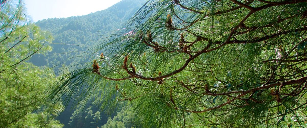 A dense forest with pine trees and a mountainous backdrop.