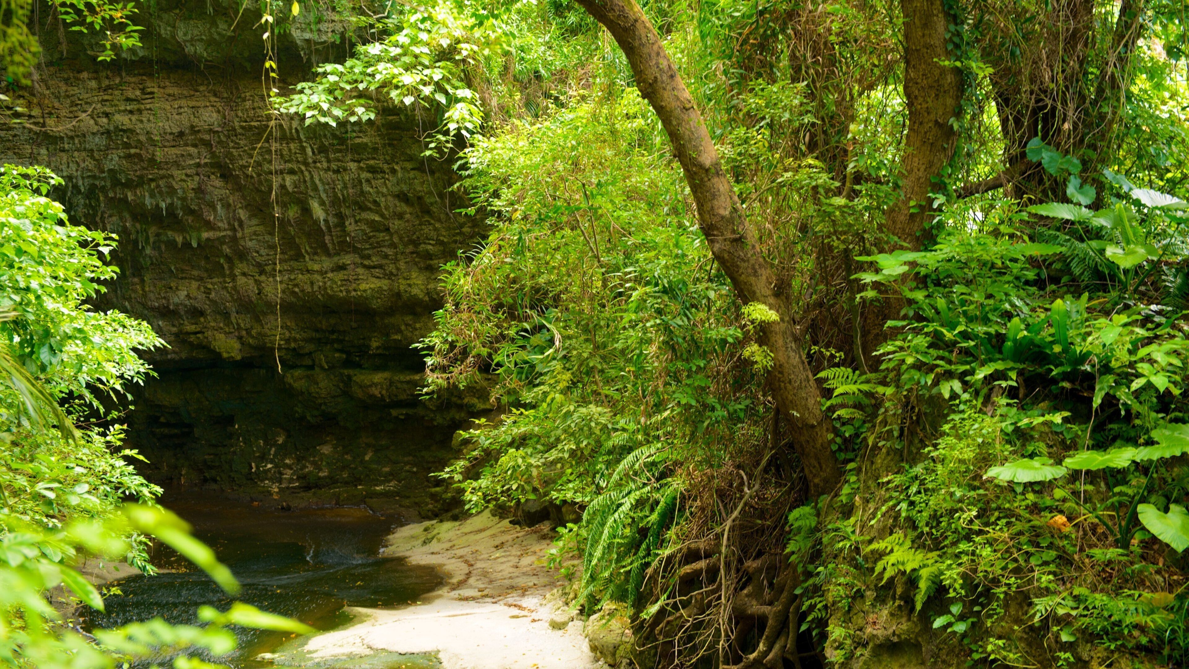 Okinawa showing forest scenes