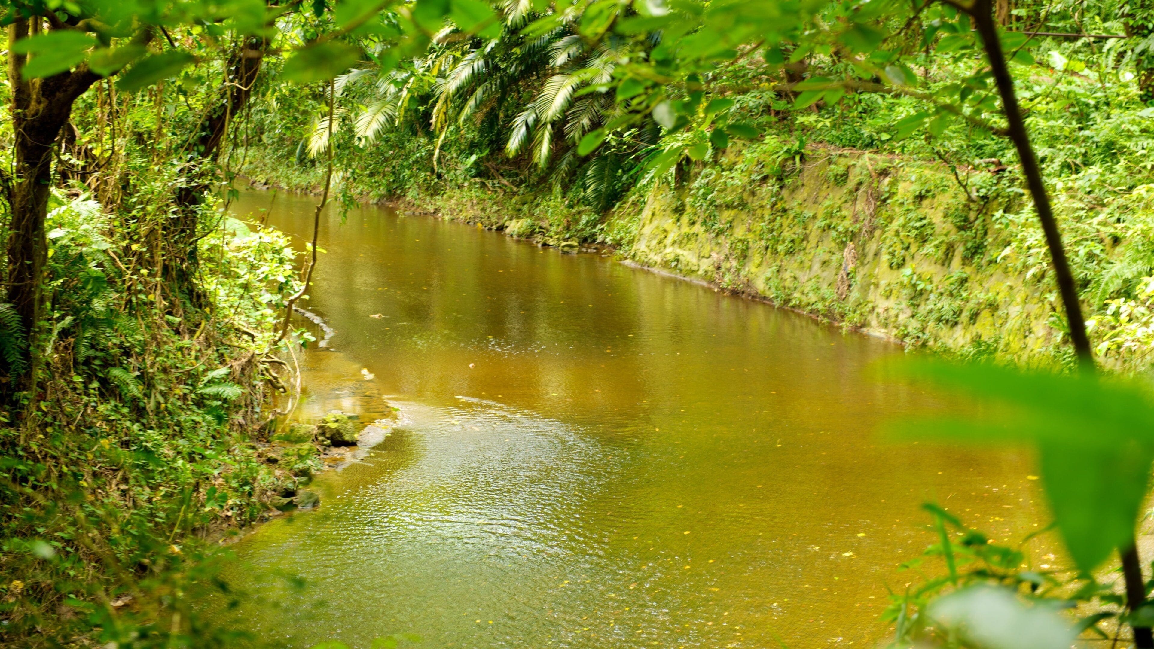 Okinawa toont een rivier of beek