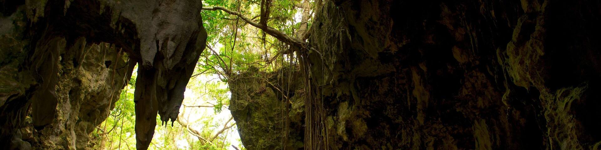 A cave entrance with a wooden walkway and hanging roots.