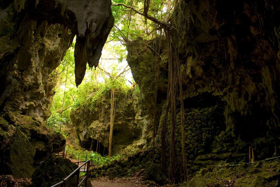 A cave entrance with a wooden walkway and hanging roots.