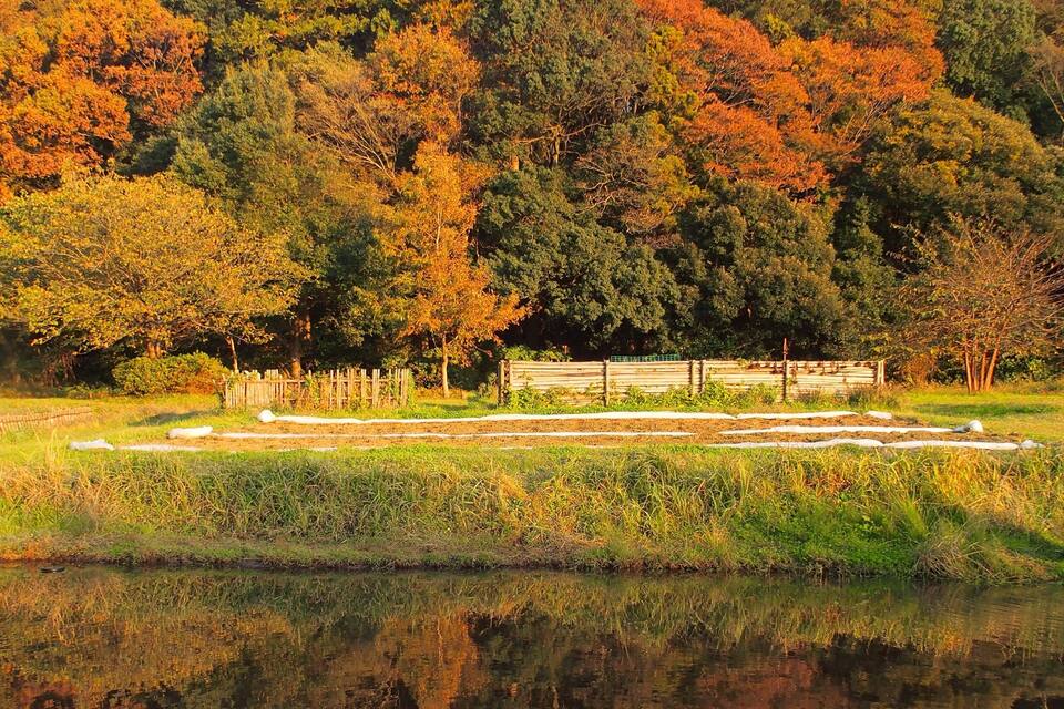 A pond with a wooden fence and a field with autumn-colored trees in the background.