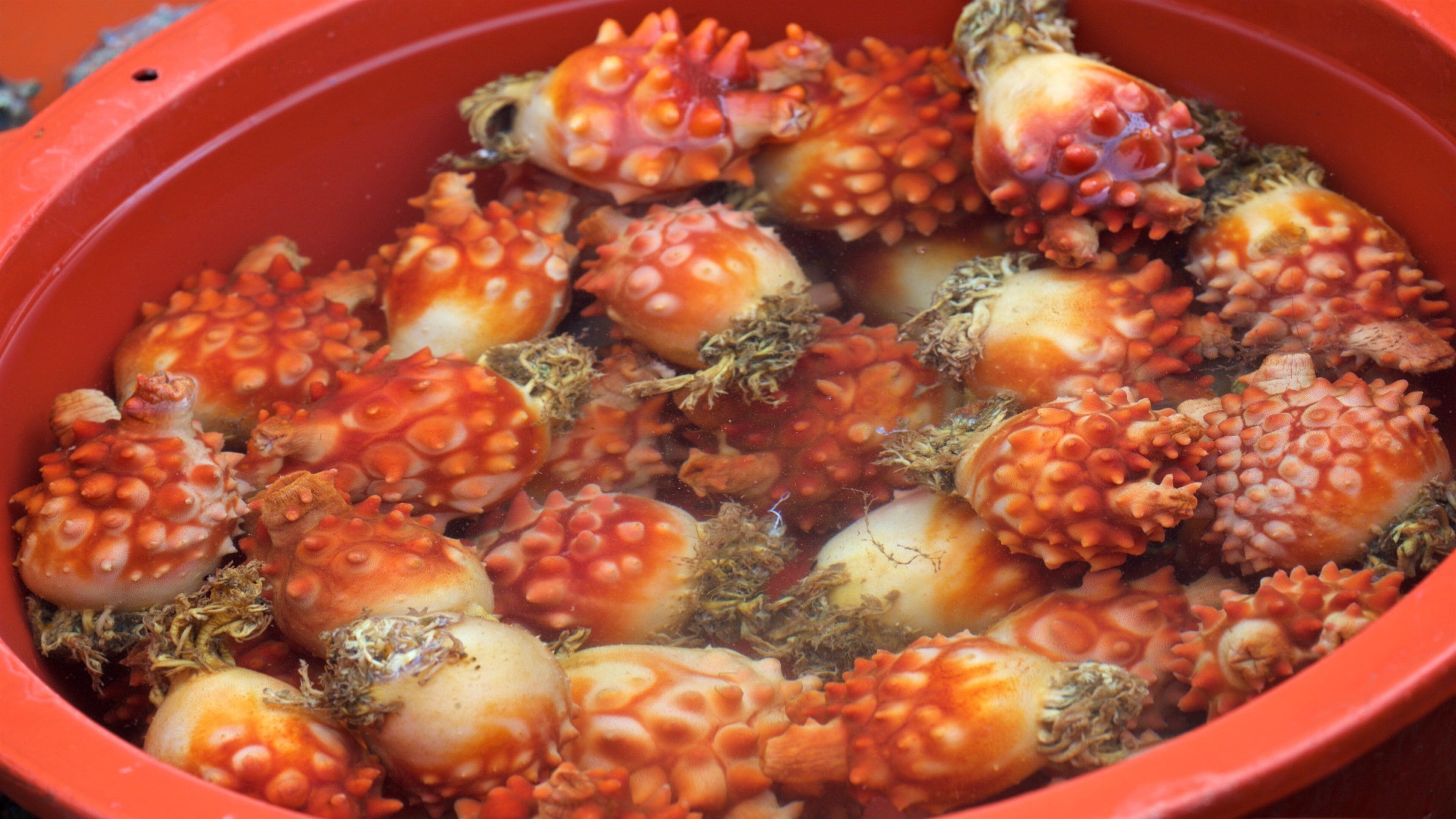 Yongmeori Coast which includes food