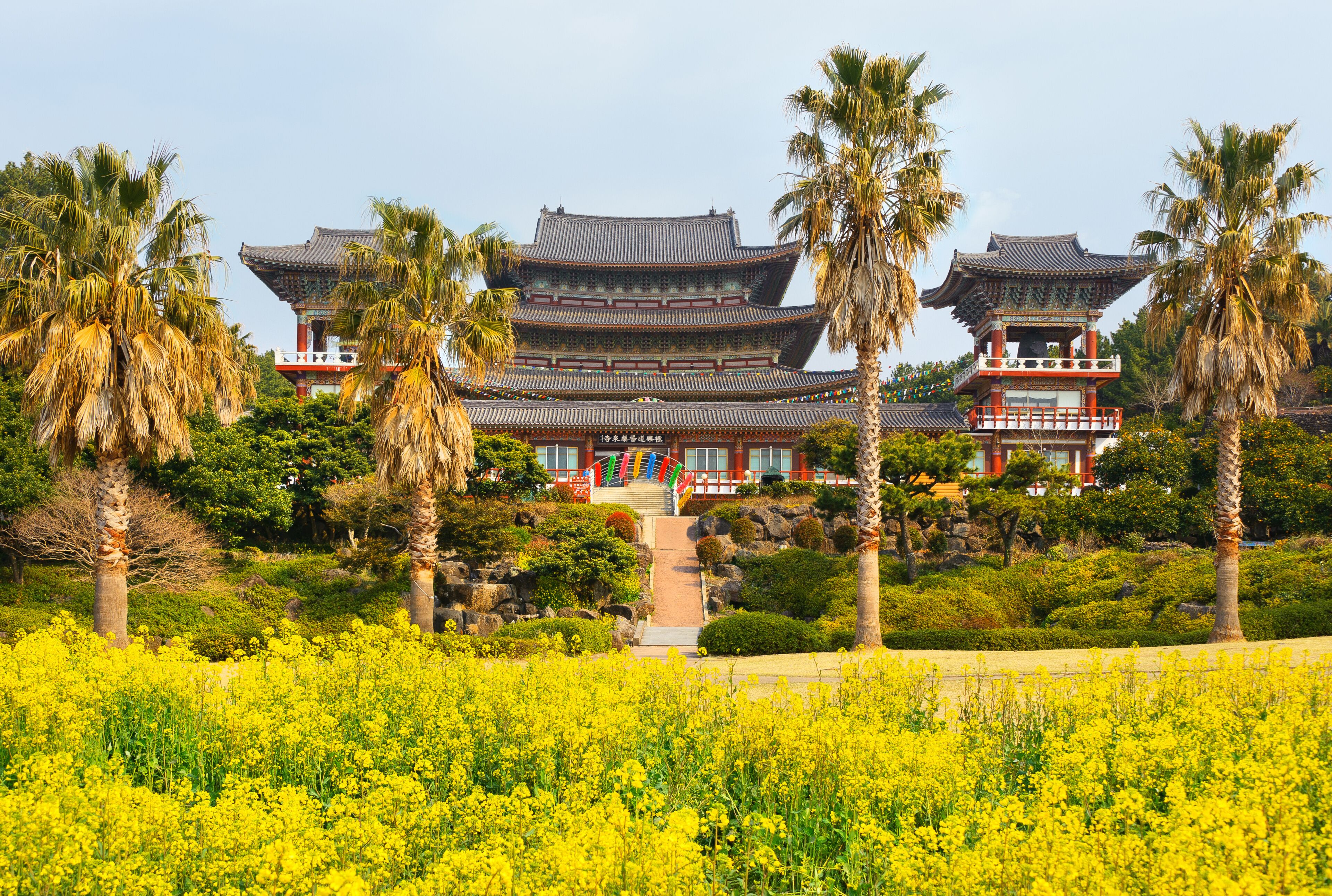 Rape flowers at famous Yakcheonsa Buddhist Temple, Jeju Island,