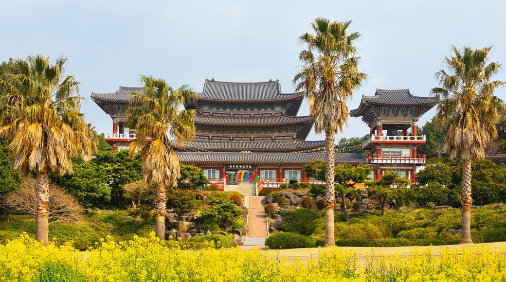 Rape flowers at famous Yakcheonsa Buddhist Temple, Jeju Island,