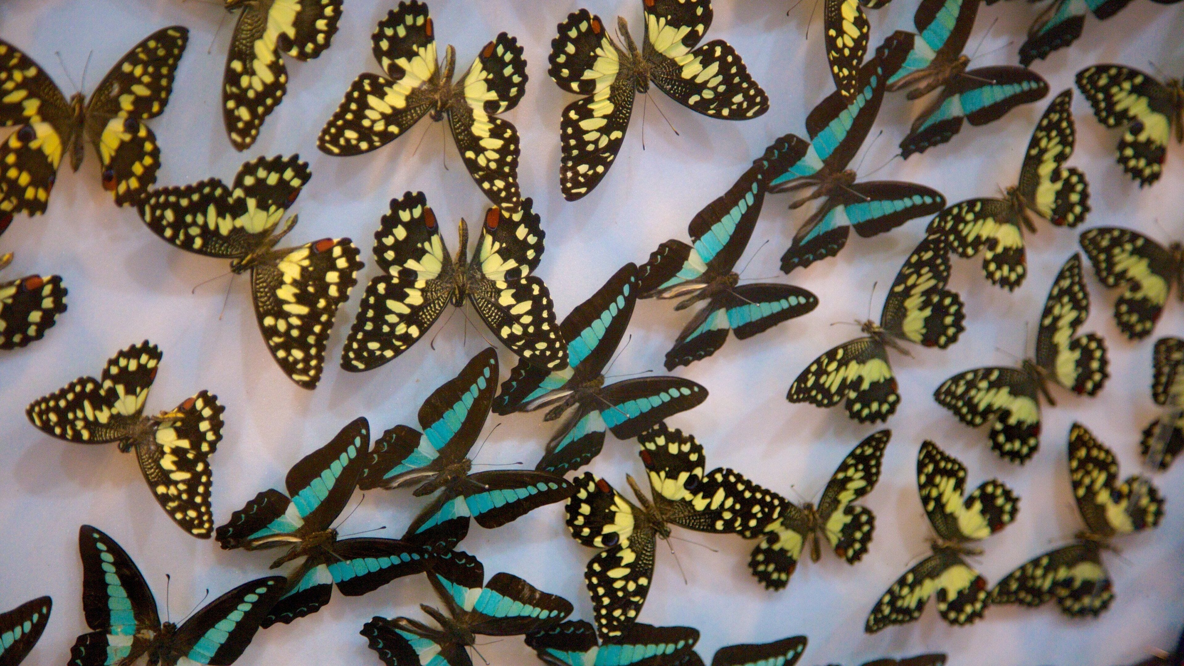 濟州島 其中包括 內部景觀