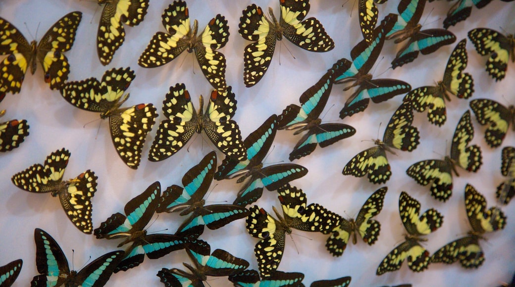 Jeju øy fasiliteter samt innendørs