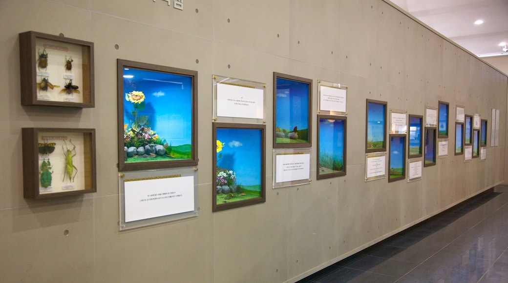 Jeju øy som viser innendørs