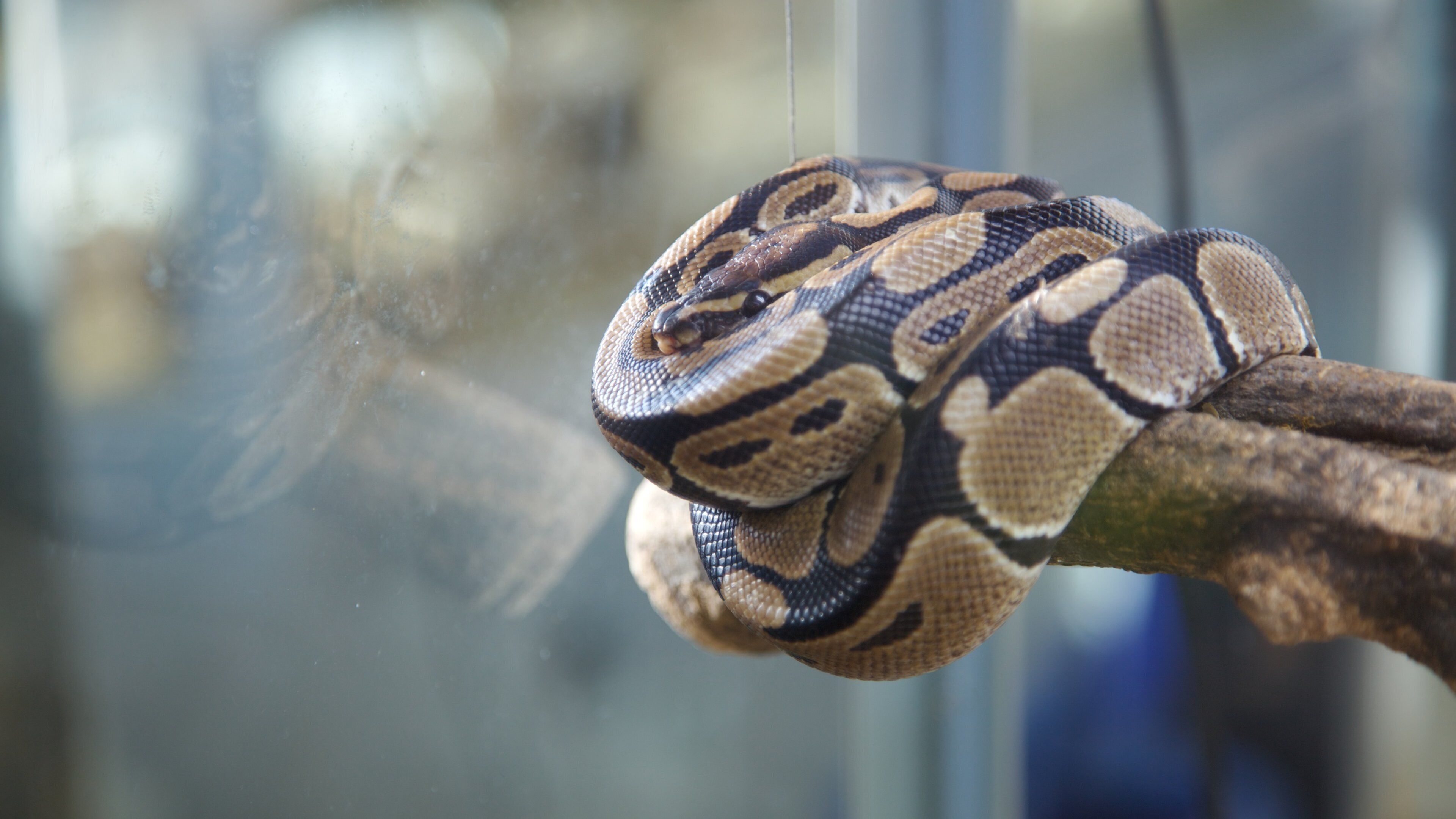 Jeju Island which includes zoo animals, interior views and dangerous animals