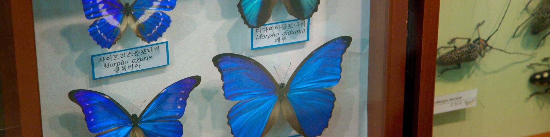 Jeju Island showing interior views